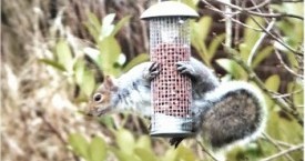 Squirrell at Log Cabin